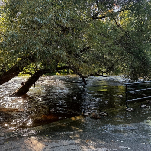 Cover of Sea Of Sighs